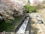 little_tamagawa_spring1.JPG
