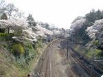 little_tamagawa_spring2.JPG
