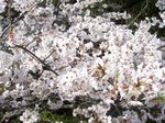 little_tamagawa_spring4.JPG